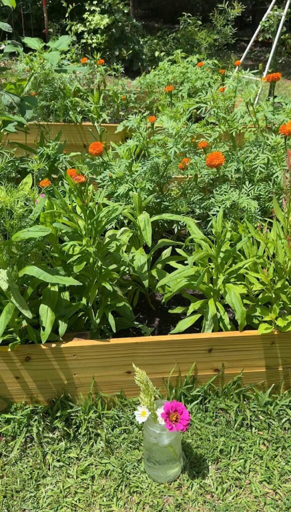 Raised cut flower beds with orange zinnias and a small jar of fresh-cut blooms in the grass