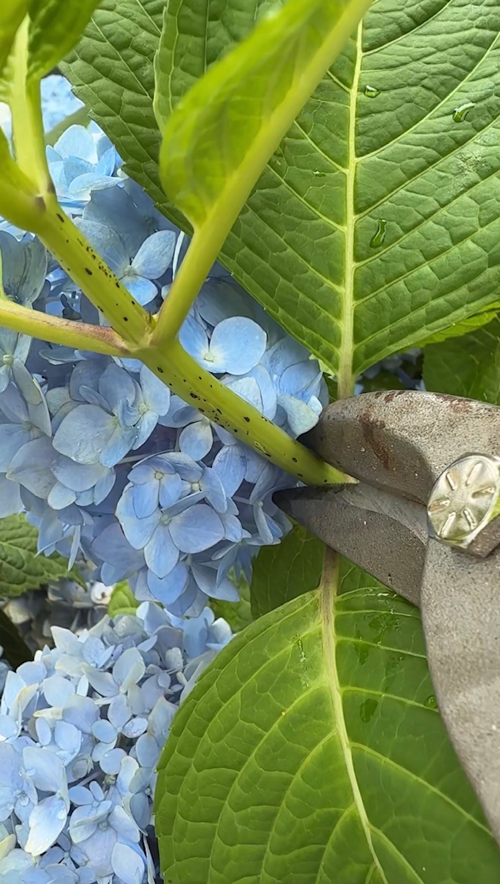 Hydrangea Cutting