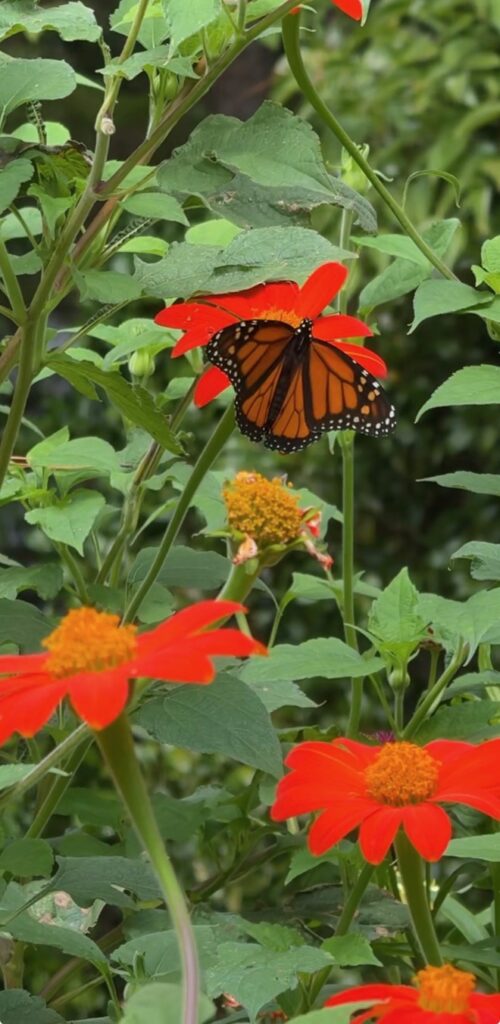 Orange Mexican sunflowers in bloom with a monarch butterfly