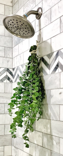 Fresh eucalyptus shower bundle hanging showerhead spa bathroom