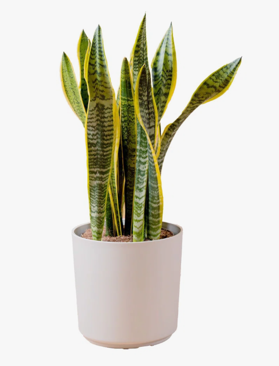 Costa Farms Sansevieria Laurentii snake plant AllModern spring home refresh