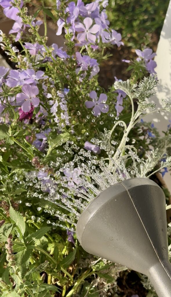 Close up of water droplets spraying from Bloem watering can spout onto purple garden flowers