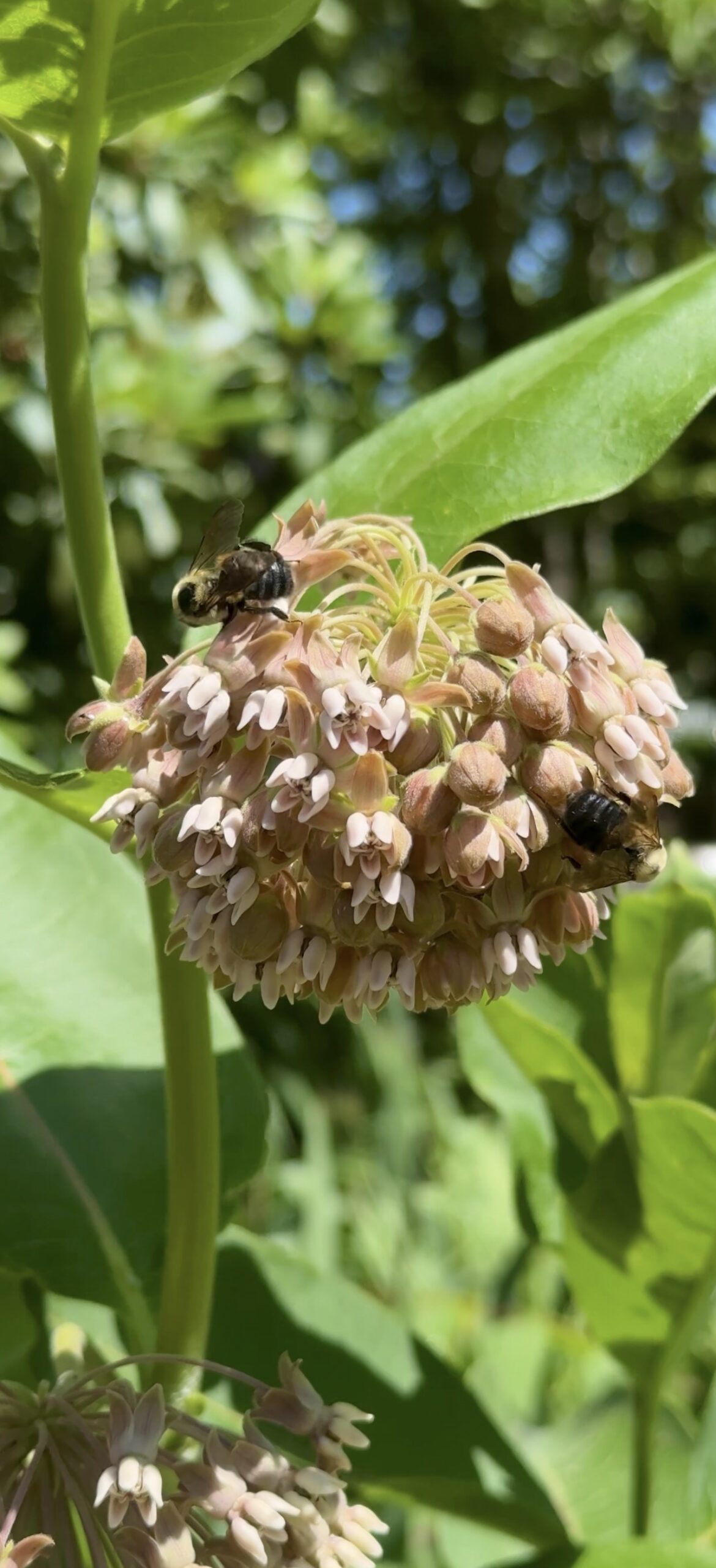 Common milkweed flower cluster in full bloom with native bees feeding on it