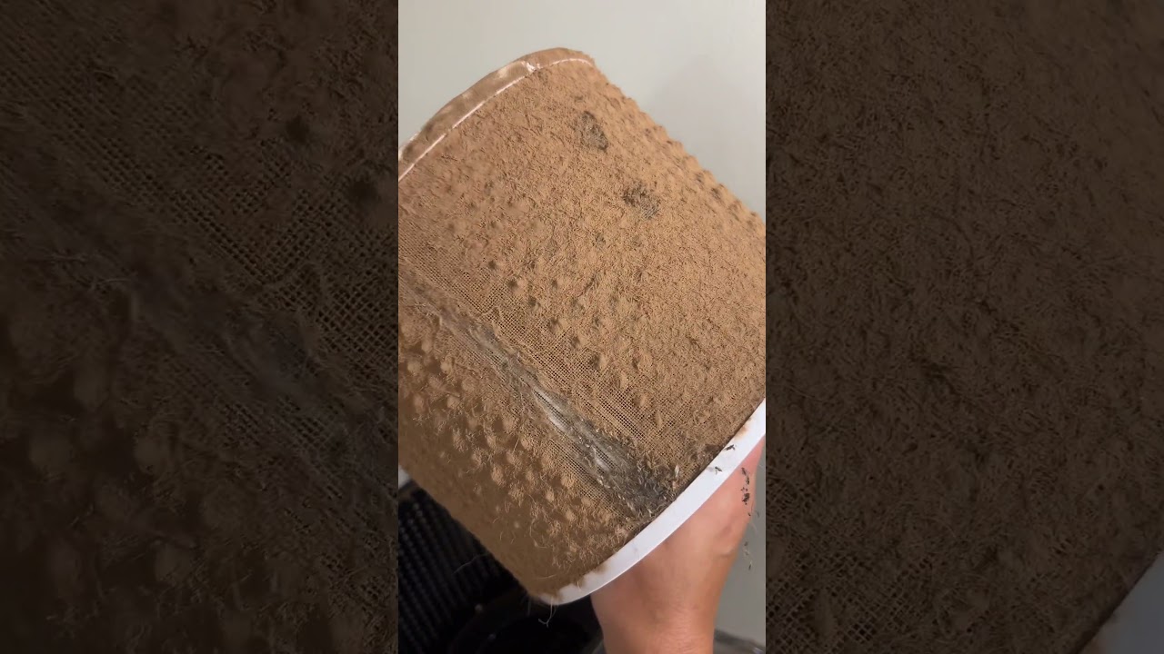 Air Purifier Filter Reveal: 1 Shocking Look at Mine Proves You Need One