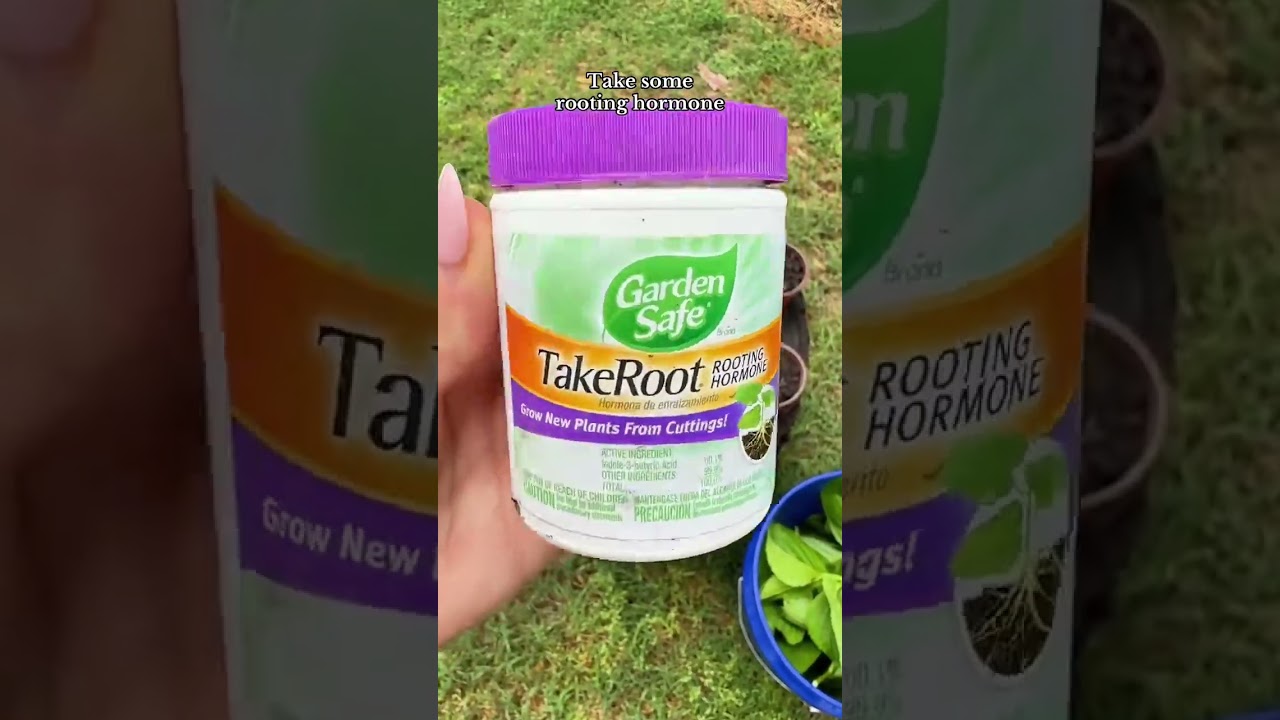 How to Propagate Hydrangeas From Cuttings: My Easy 3-Step Method With Rooting Hormone