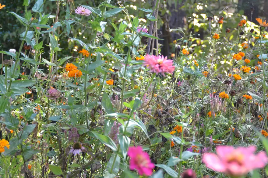 Pink zinnias and orange marigolds growing in a garden bed at Cut + Bloom Co.